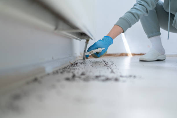 Reliable Daytona Beach, FL Pest Control Solutions